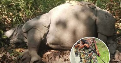 अचानक जम्काभेटले   गैंडाको आक्रमणमा परेर एक सिपाही गम्भीर घाइते प्रतिकारका क्रममा गोली लागेर गैंडाको मृत्यु