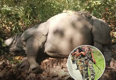अचानक जम्काभेटले   गैंडाको आक्रमणमा परेर एक सिपाही गम्भीर घाइते प्रतिकारका क्रममा गोली लागेर गैंडाको मृत्यु