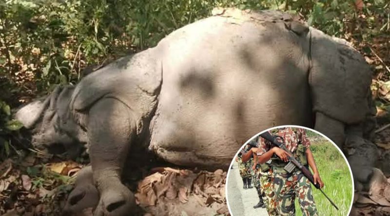 अचानक जम्काभेटले   गैंडाको आक्रमणमा परेर एक सिपाही गम्भीर घाइते प्रतिकारका क्रममा गोली लागेर गैंडाको मृत्यु
