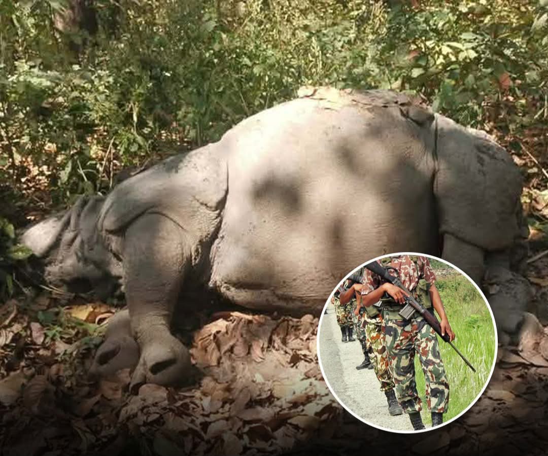 अचानक जम्काभेटले   गैंडाको आक्रमणमा परेर एक सिपाही गम्भीर घाइते प्रतिकारका क्रममा गोली लागेर गैंडाको मृत्यु