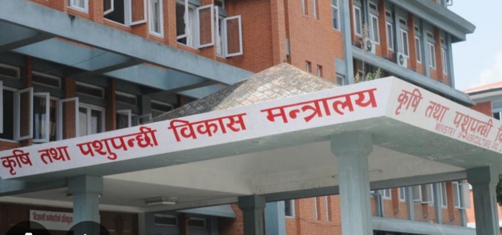 मोटा र मसिना धानको मूल्य निर्धारण गर्न कृषि विकास मन्त्रालयलाई सिफारिस