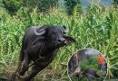 सुरक्षाकर्मीको समन्वयमा भैँसीलाई सुरक्षित रूपमा नियन्त्रणमा लिन सफल