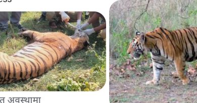 मानव वस्तिमा बाग पस्दा आक्रमण बड्दै सुरक्षाकाे चिन्ता