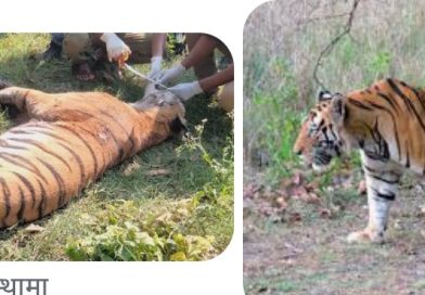 मानव वस्तिमा बाग पस्दा आक्रमण बड्दै सुरक्षाकाे चिन्ता