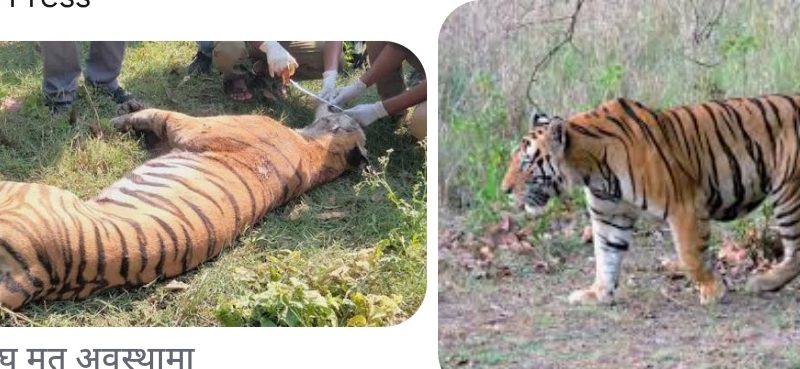 मानव वस्तिमा बाग पस्दा आक्रमण बड्दै सुरक्षाकाे चिन्ता