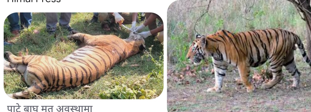 मानव वस्तिमा बाग पस्दा आक्रमण बड्दै सुरक्षाकाे चिन्ता